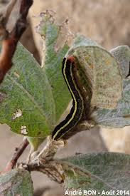 Attēlu rezultāti vaicājumam “Ceramica pisi”