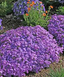 Image result for Phlox (großblumig)