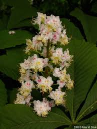 Attēlu rezultāti vaicājumam “Aesculus hippocastanum flower”