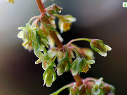 Attēlu rezultāti vaicājumam “Rumex obtusifolius flower”