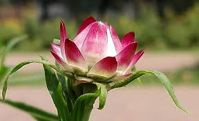 Attēlu rezultāti vaicājumam “Helichrysum arenarium bud”