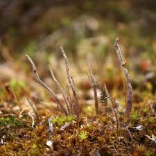 Attēlu rezultāti vaicājumam “Cladonia cornuta”