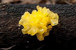 Attēlu rezultāti vaicājumam “Tremella ramalinae”