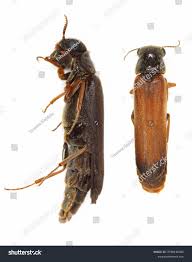 Attēlu rezultāti vaicājumam “Lymexylidae”