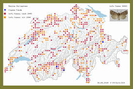Attēlu rezultāti vaicājumam “Rusina ferruginea male”
