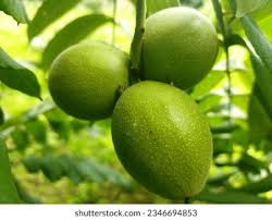 Attēlu rezultāti vaicājumam “Juglans mandshurica female flower”