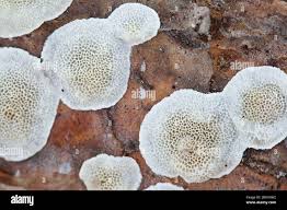 Attēlu rezultāti vaicājumam “Aleurodiscus amorphus”