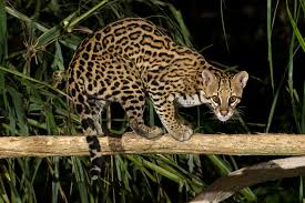 Image result for оцелот