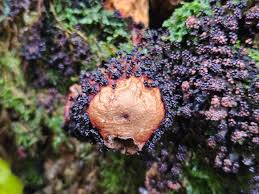 Attēlu rezultāti vaicājumam “Physarum penetrale macro”