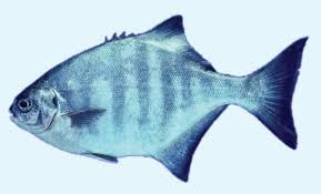 Image result for Rhabdosargus holubi