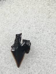 Image result for Dalatias licha