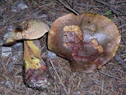 Attēlu rezultāti vaicājumam “Boletus luridus”