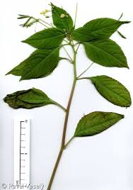 Attēlu rezultāti vaicājumam “Impatiens parviflora”