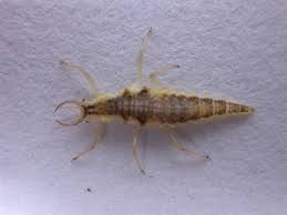 Attēlu rezultāti vaicājumam “Chrysopidae larva”