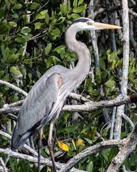 Image result for heron