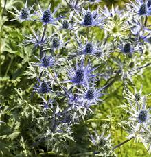 Image result for Alpendistel