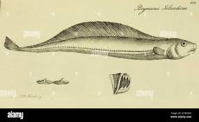 Image result for Boreogadus saida