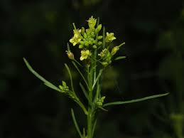 Attēlu rezultāti vaicājumam “Sisymbrium volgense”