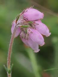 Attēlu rezultāti vaicājumam “Ericaceae”