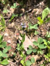 Attēlu rezultāti vaicājumam “Veronica serpyllifolia”