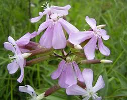 Attēlu rezultāti vaicājumam “Caryophyllaceae”