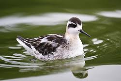 Attēlu rezultāti vaicājumam “Phalaropus lobatus”