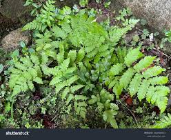 Attēlu rezultāti vaicājumam “Gymnocarpium robertianum”