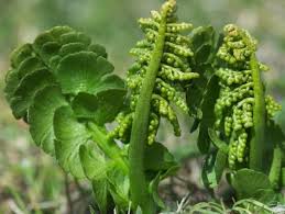 Attēlu rezultāti vaicājumam “Botrychium lunaria”