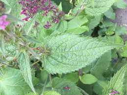Attēlu rezultāti vaicājumam “Stachys sylvatica bud”