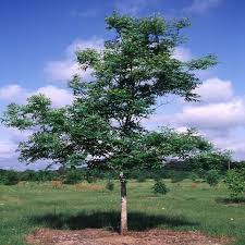 Attēlu rezultāti vaicājumam “Carya”