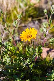 Image result for Dimorphotheca sinuata