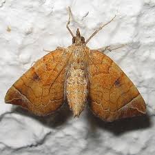 Attēlu rezultāti vaicājumam “Eulithis testata”