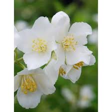 Attēlu rezultāti vaicājumam “Philadelphus lemoinei flower”