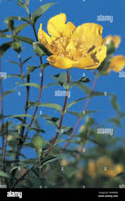 Attēlu rezultāti vaicājumam “Clusiaceae”