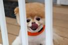 hold back Boo's cuteness
