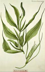 Attēlu rezultāti vaicājumam “Potamogeton lucens”