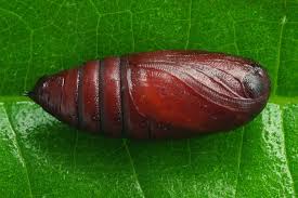 Attēlu rezultāti vaicājumam “Orthosia sp.”