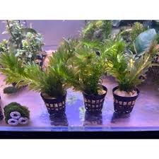 「水蘊草」的圖片搜尋結果