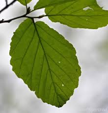 Attēlu rezultāti vaicājumam “Hamamelis virginiana leaf”