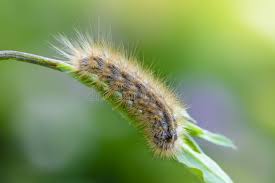 Attēlu rezultāti vaicājumam “Rhyparia purpurata”