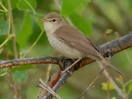 Attēlu rezultāti vaicājumam “Hippolais caligata adult”