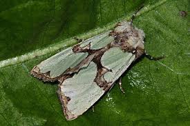 Attēlu rezultāti vaicājumam “Staurophora celsia”