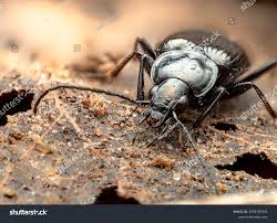 Attēlu rezultāti vaicājumam “Pterostichus sp.”