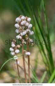 Attēlu rezultāti vaicājumam “Pyrola minor flower”