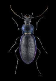 Attēlu rezultāti vaicājumam “Carabus violaceus”