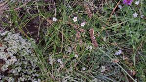 Attēlu rezultāti vaicājumam “Arenaria procera leaf”
