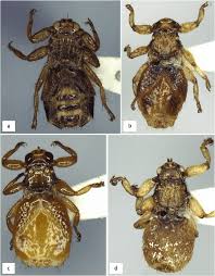 Attēlu rezultāti vaicājumam “Lipoptena cervi”