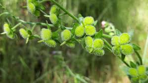 Attēlu rezultāti vaicājumam “Cynoglossum officinale fruit”