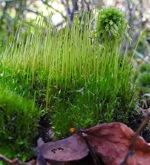 Attēlu rezultāti vaicājumam “Octospora splachnophila spores”