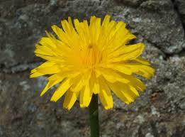 Attēlu rezultāti vaicājumam “Hypochaeris radicata”